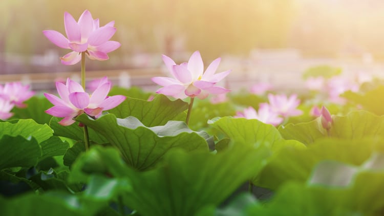 Center News-Save the Date for Program