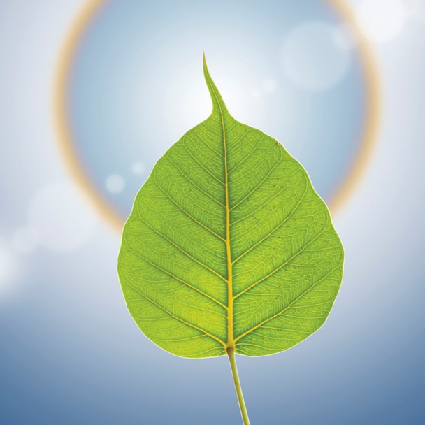 Teachings - Bodhi Leaf in Sky