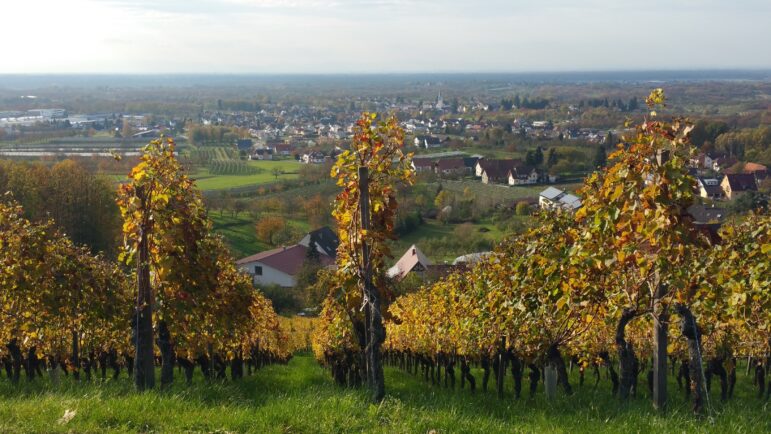 Renchen Ulm orchards