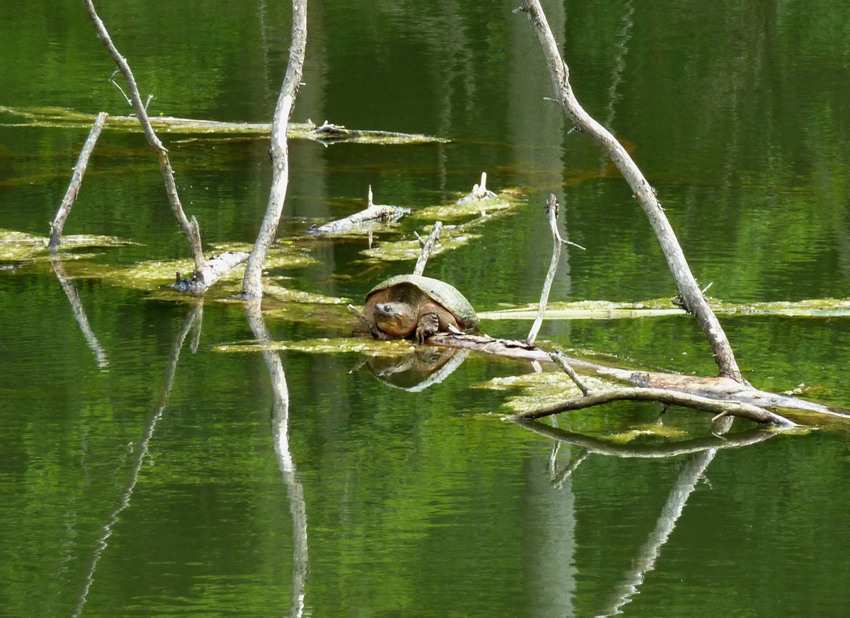 Study Block 3 - Turtle on Rock